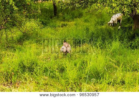 Sheeps in a meadow