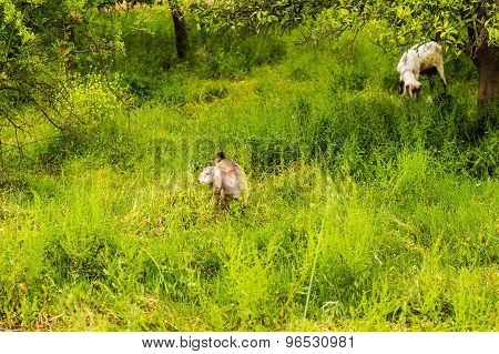 Sheeps in a meadow