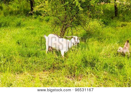 Sheeps in a meadow