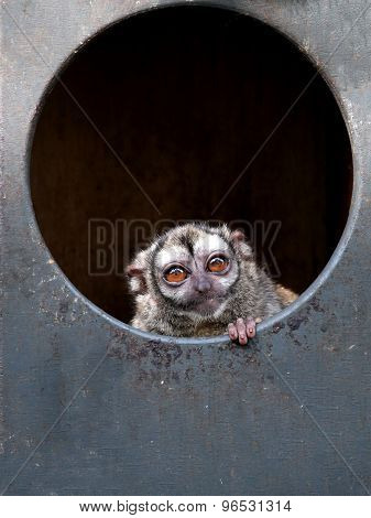 Owl Monkey