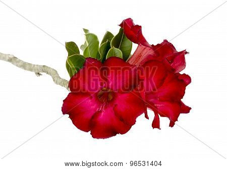 Desert Rose Flower Isolation