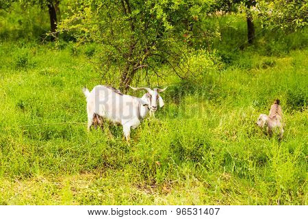Sheeps in a meadow