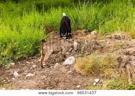 Sheeps in a meadow