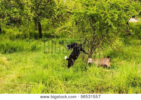 Sheeps in a meadow