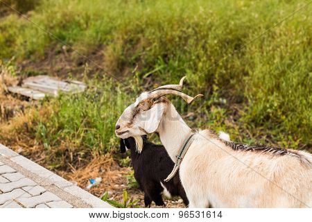 Sheeps in a meadow
