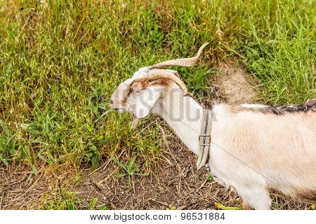 Sheeps in a meadow