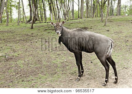 A Nilgai (also called Bluebuck), the largest antelope and a native of India looking at the viewer.
