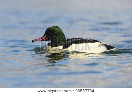 Common Merganser