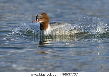 Common Merganser
