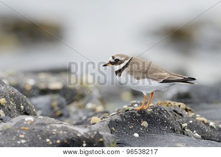 Common Ringed plover