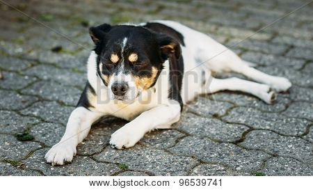 Dog Is In Yard, Exhausted From Summer Heat