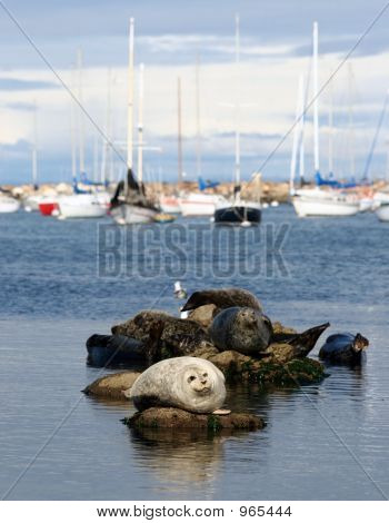 Sea Lions