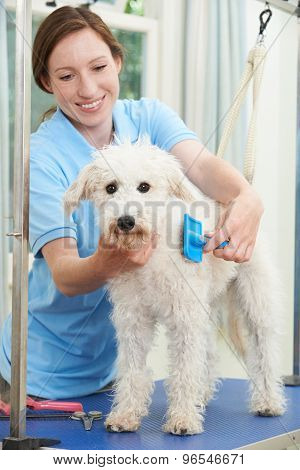 Pet Dog Being Professionally Groomed In Salon