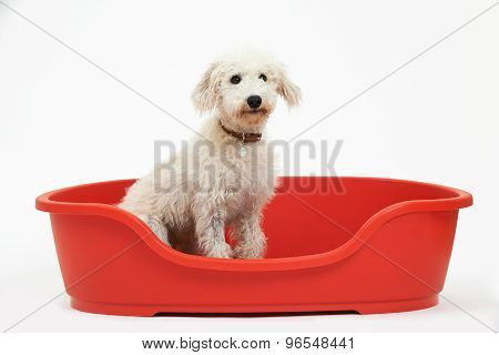 Studio Shot Of White Pet Lurcher Sitting In Red Dog Bed