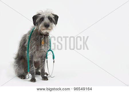 Studio Shot Of Lurcher Dog Wearing Stethoscope