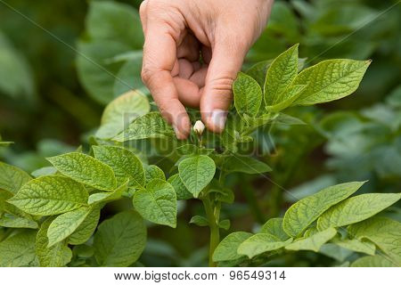 Picking Flowers From The Potatoes, Closeup