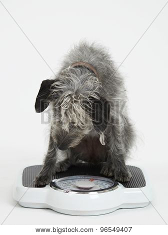 Studio Shot Of Lurcher Dog Sitting On Bathroom Scales