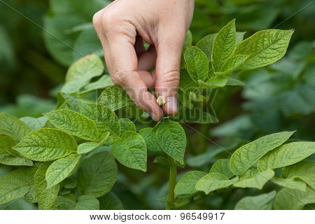 Hand Picking Flowers From The Potatoes