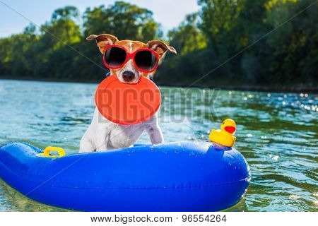 Beach Summer Dog