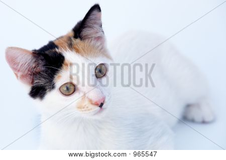 Adorable Cat