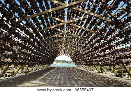 fish drying on Lofoten Islands