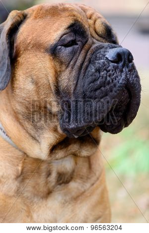 Portrait Dog Bullmastiff