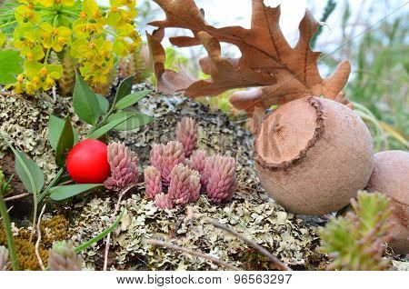 Fruits Of Volcanic Soil