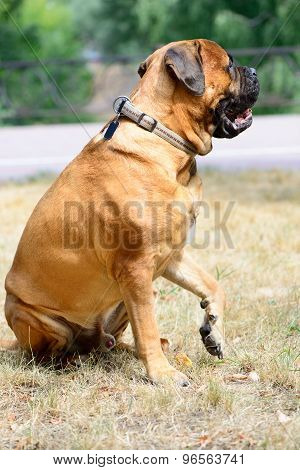 Pet Large Red Dog Bullmastiff