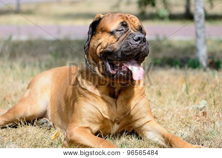 Pet Large Red Dog Bullmastiff