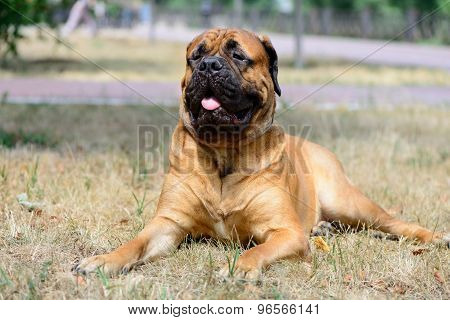Pet Large Red Dog Bullmastiff