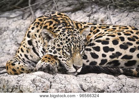 Jaguar On A River Bank