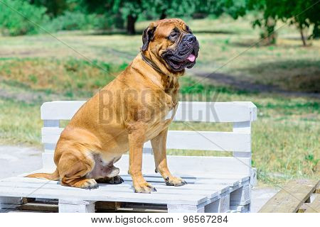 Dog Bullmastiff Sitting On Bench