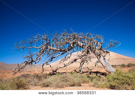 Fuerteventura, Tetir Area - Dry Dead Fig Tree