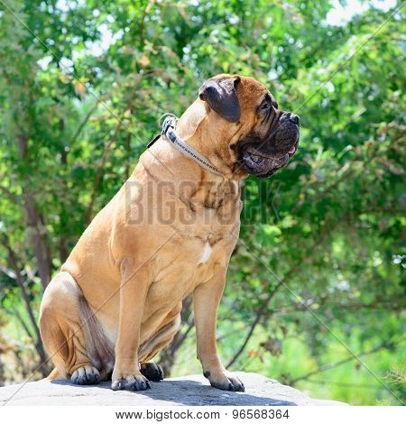 Pet Large Red Dog Bullmastiff