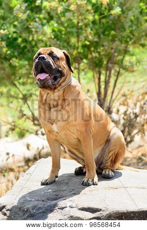 Pet Large Red Dog Bullmastiff