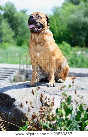 Pet Large Red Dog Bullmastiff