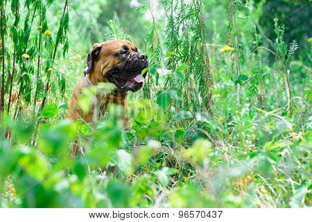 Pet Bullmastiff Dog