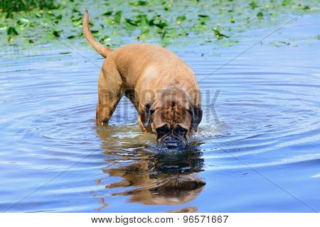 Bullmastiff Dog Swim