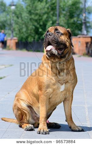 Pet Bullmastiff Dog
