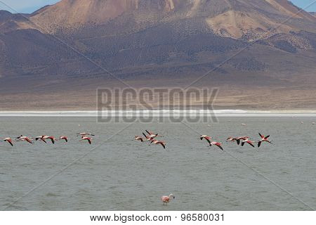 Chilean Flamingos in Flight