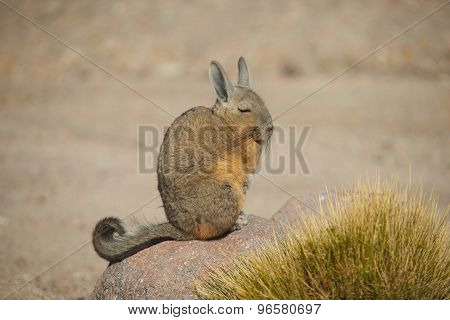 Mountain Viscacha