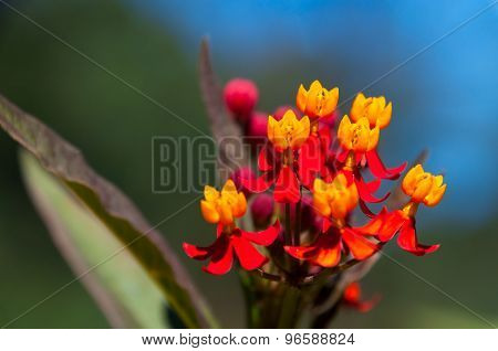 Asclepias Curassavica Flower