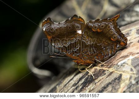 Close up kind of butterfly perch on chintz.