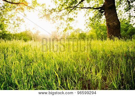Summer Sunny Forest Trees
