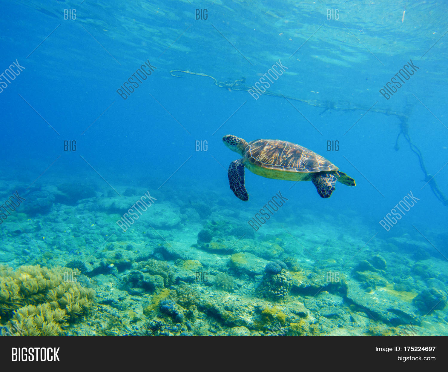 Sea Tortoise Water. Image & Photo (Free Trial) Bigstock
