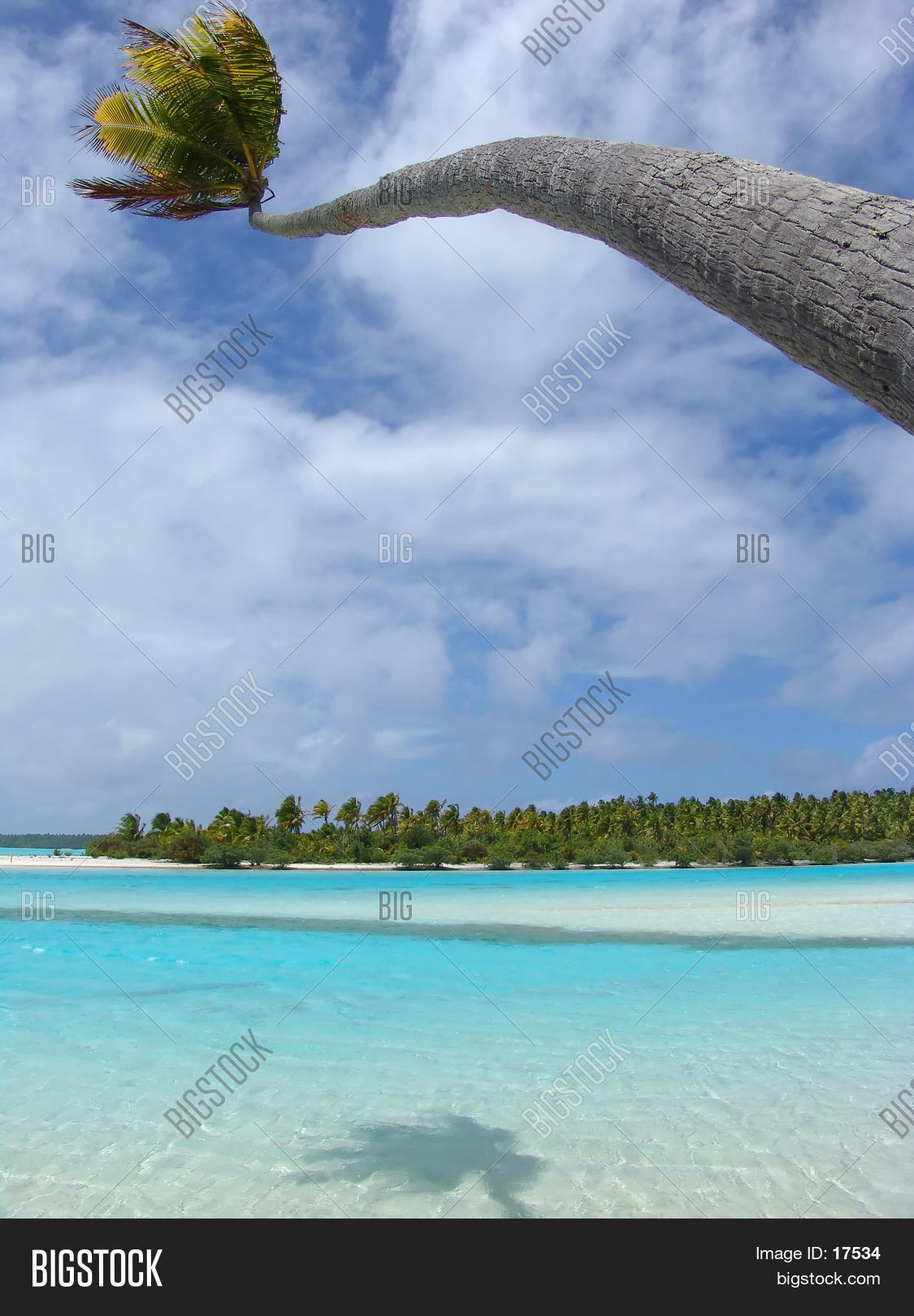 Bending Palm Image & Photo (Free Trial) Bigstock