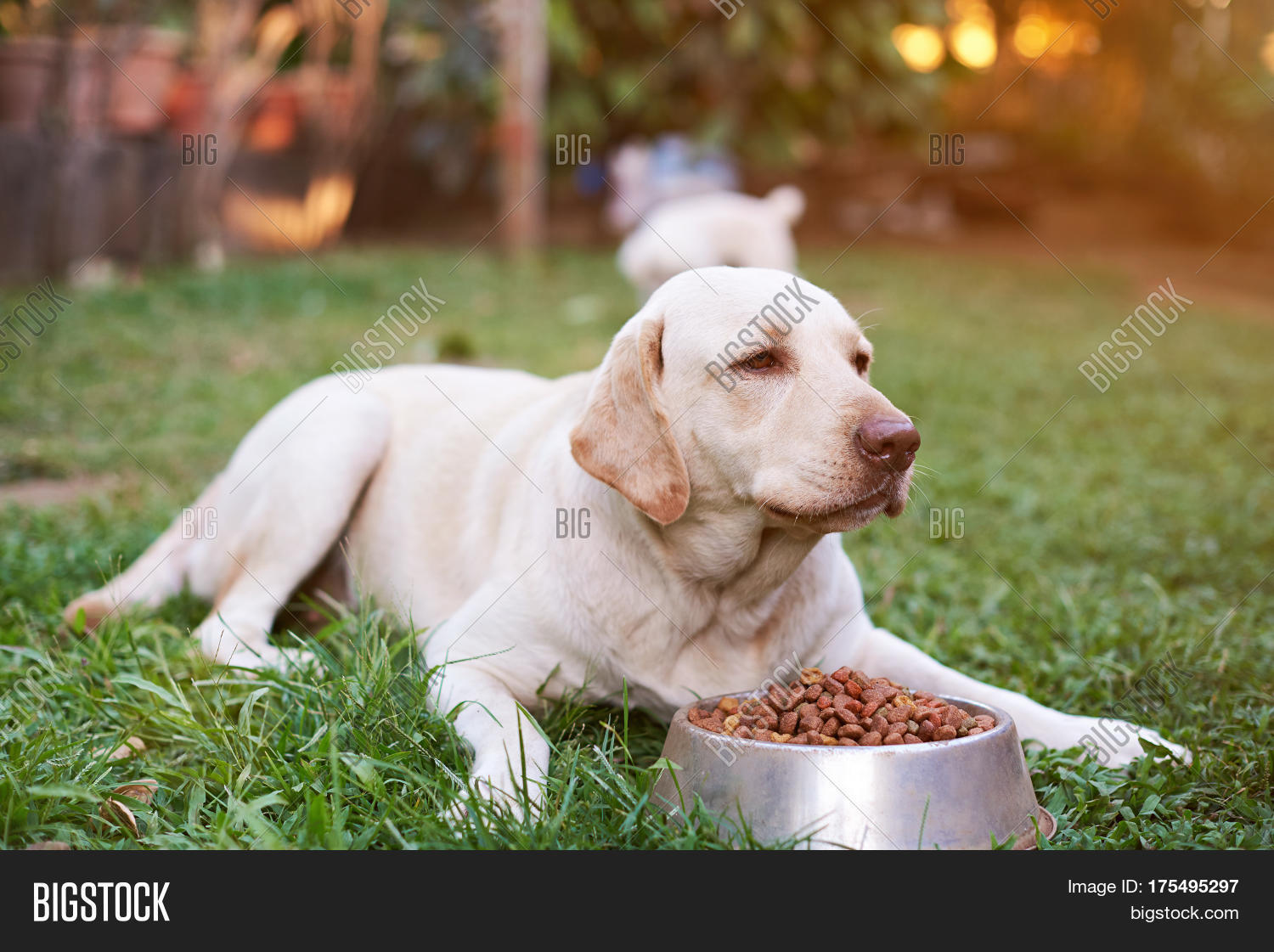 Питание ретривера. Рацион питания щенка для щенка лабрадора. Питание ретривера. Лабрадор питание. Питание ретривера.