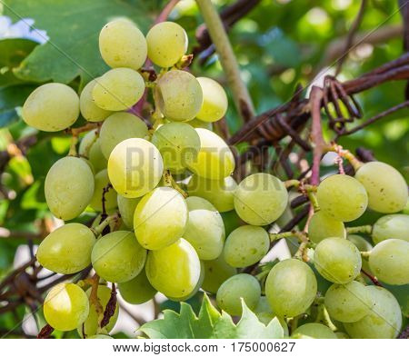 White wine bunched of grapes background in sunlight. Grspe's leaf