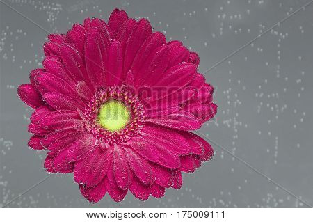 Red Gerbera jamesonii flower underwater with air bubbles on gray background