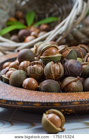 Macadamia nuts harvest close up with leaves